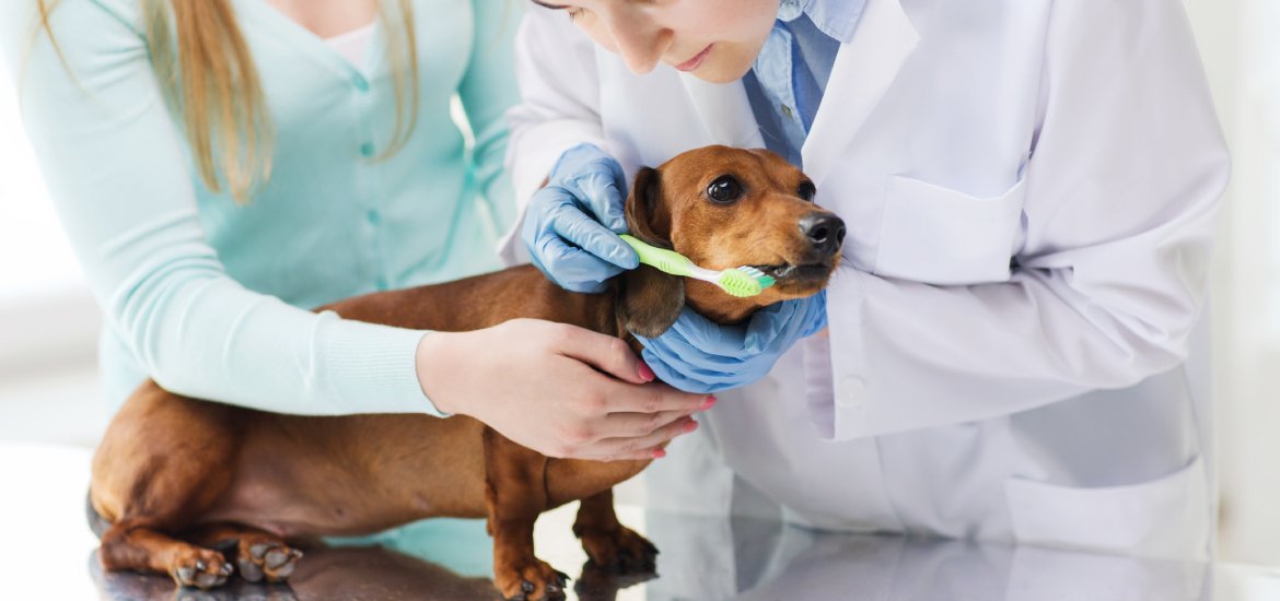 A Guide to Dog Dental Care Cleaning Dog Teeth Eurovets